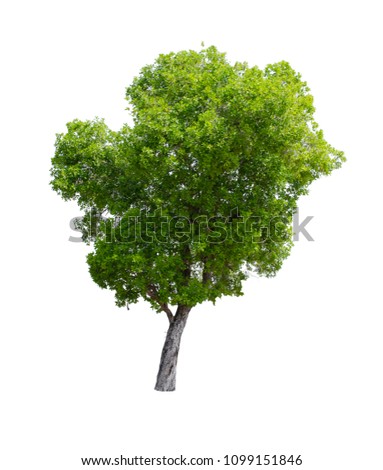 Collection of Isolated Trees on white background. A beautiful trees from Thailand. Suitable for use in architectural design or Decoration work. Used with natural articles both on print and website.