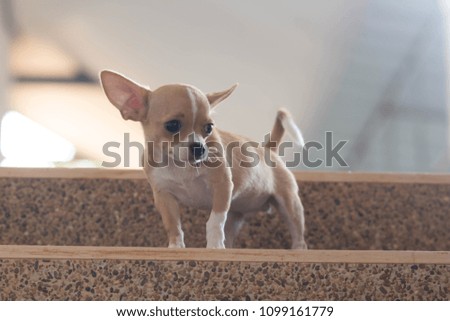 Chihuahua,A playful little dog in a green lawn.