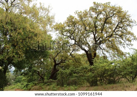 Cork oak forest in Arrabida Mountains in Lisbon, Portugal