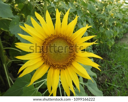 beautiful sun flower