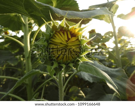 sunflower bud closeup