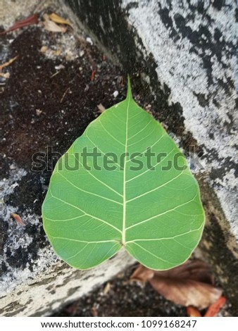 Leaves on the stone