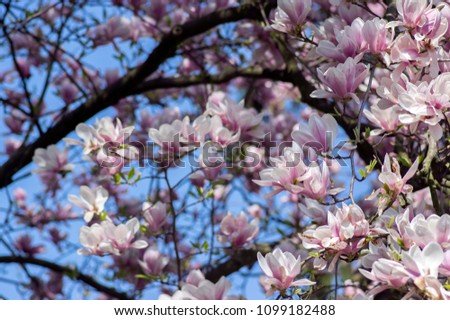 Magnolia soulangeana also called saucer magnolia flowering springtime tree with beautiful pink white flower on branches, romantic park tree against blue sky