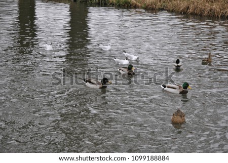 pond, ducks and seagulls
