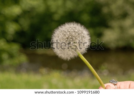Girl in summer shows a fluffy dandelion on a natural background.
