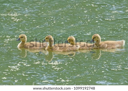 Canadian Geese Goslings - four in a row young canada geese goslings enjoying a nice swim