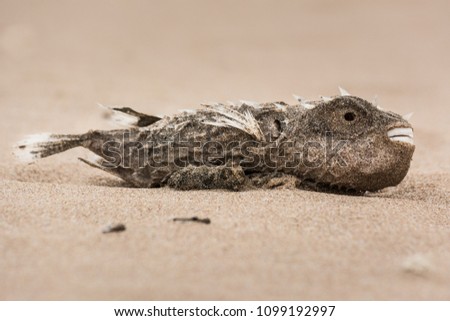 Dead Spiny Toad Fish, washed up on Waitpinga Beach, South Australia.