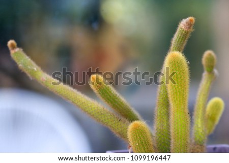 Cactus,Defocused background, Selective focus.