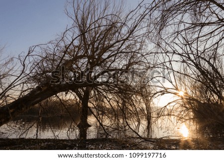 Skeletal trees on a lake shore at sunset, with branches making b