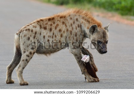 Spotted hyena in a national park