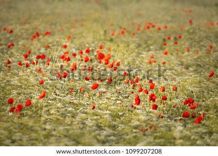 flores poppy field 