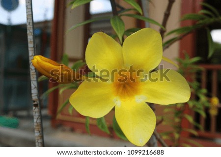 yellow lobe flower