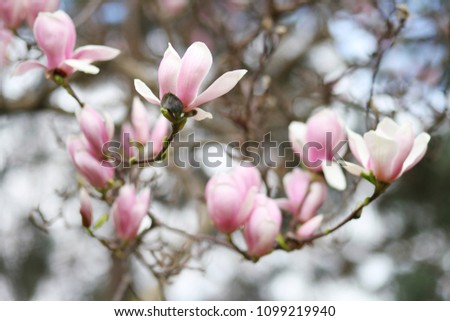 Magnolia blossom in Paris. Natural beauty of pink petals, spring, daylight