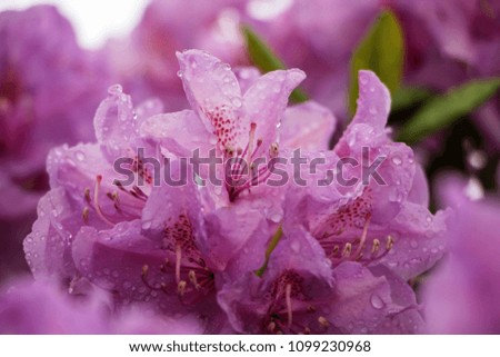 The transparent petals of the pink flower are covered with drops of recent rain. Very soft blurred background.