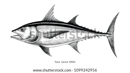 Tuna fish hand drawing vintage engraving illustration