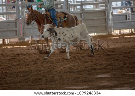 Calf roping event at a country rodeo in Australia