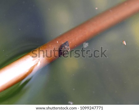Closeup of tiny pond snail moving slowly on lotus branch in underwater of lotus bowl