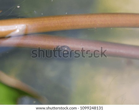Closeup of tiny pond snail moving slowly on lotus branch in underwater of lotus bowl