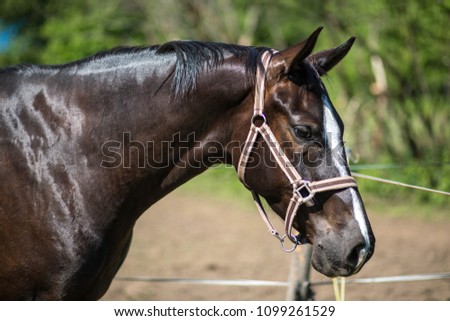 The head of brown Hanoverian horse in the bridle or snaffle with the green background of trees an grass in the sunny summer day