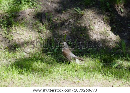 Forest bird in the shade of deciduous forest
