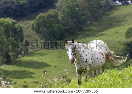 Spotted horse in a field 