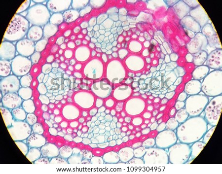 View in microscopy of vasular cylinder and cortex. section tissue of Ranunculus acris mature root. Royalty-Free Stock Photo #1099304957