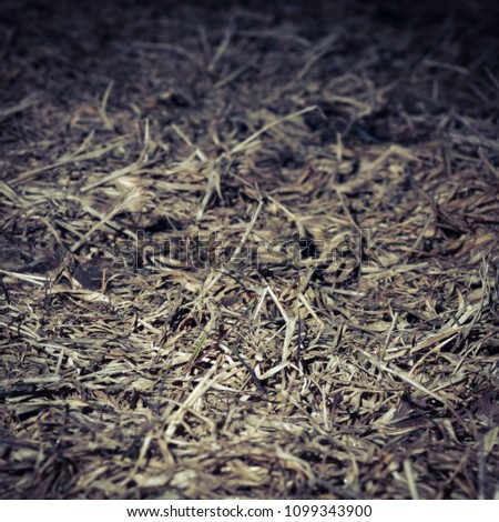 Texture of a dry grass.
