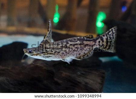 Trachycorystes insignis or Wood catfish swimming in a fish tank.