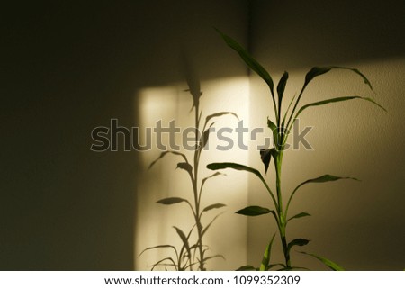 Reflection the plant on the wall