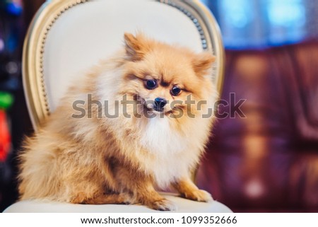 Cute Pomeranian dog with red hair like a fox resting on a chair. Spitz dog before shearing view