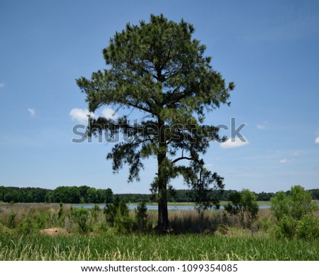 Loblolly pine growing in the wetlands at Blackwater National Wildlife Refuge Royalty-Free Stock Photo #1099354085
