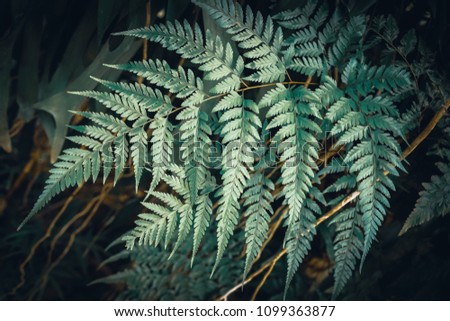 Close up tropical nature green leaf texture abstract background. Copy space ecology environment and travel adventure concept. Shallow depth of field. Vintage tone filter effect color style.