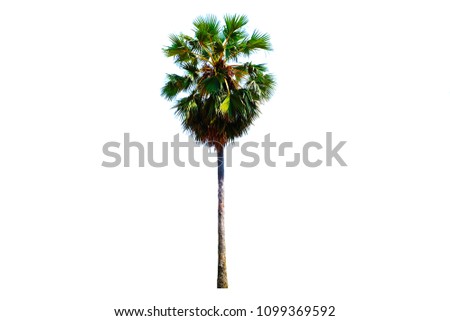 sugar palm, Separate white recovery,tree
