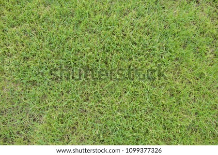 Green grass of the golf course background.
