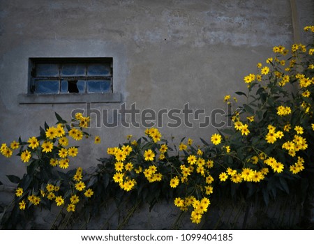 a picture of Jerusalem artichoke flowers