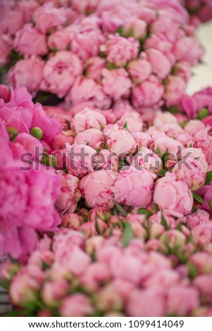beautiful fresh peonies at the weekly market, can be used as background