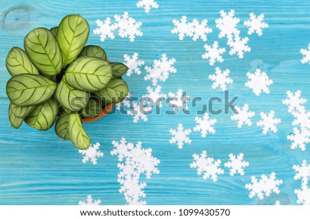 Arrowroot green plant with snowflakes on blue wooden board background with copy space.