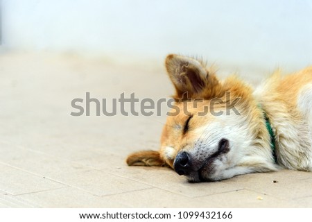 closeup stray dogs sleeping on the street with soft-focus and over light in the background