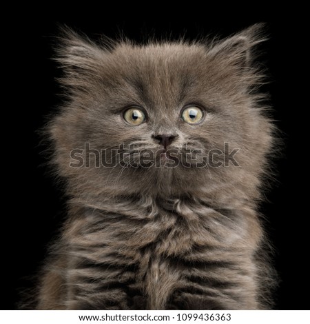 Closeup Portrait of Amazement Gray Kitten, Stare in Camera on Isolated Black Background