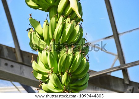 Hanging Tropical Bananas