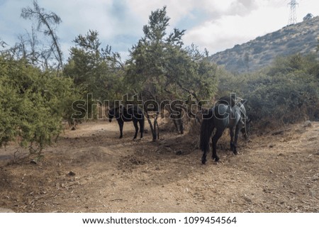 Two horses wait at the start of a trail 