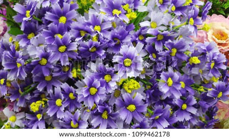 purple flower blooming