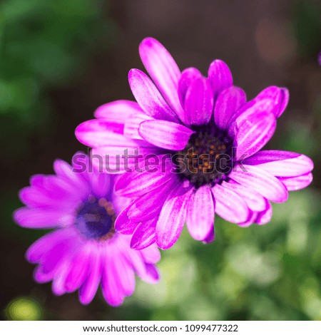 Macro image of spring violet flowers, abstract soft floral background