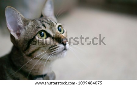 Tabby cat is looking at something Curiously in the right of picture 