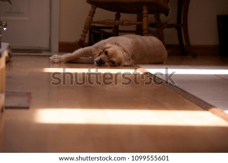 Dog Laying On The Floor 