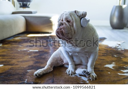 Cute English bulldog listening to music with headphones in living room