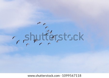 Greylag geese flying in formation in a blue sky. Icelandic nature.