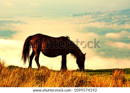 Silhouette of wild horse grazing at La Rhune mountain. View of ocean coast at the bottom. French Basque Country. France.Toned photo.