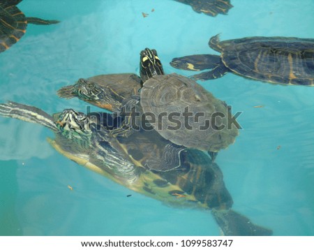 Turtles Swimming in a Lake