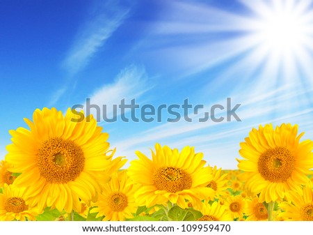 Sunflowers field with beautiful sky